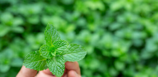 Menta piperita e colon irritabile