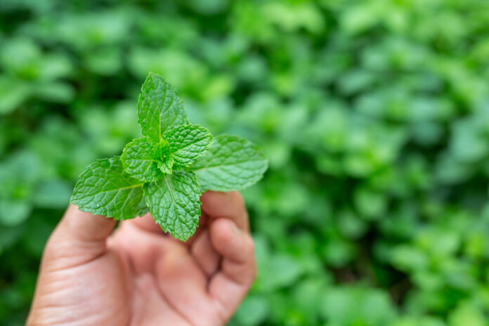 Menta piperita e colon irritabile