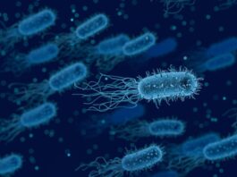 Microbiota intestinale:cos'è?
