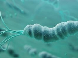 La prevenzione del cancro gastrico e l'infezione da Helicobacter Pylori